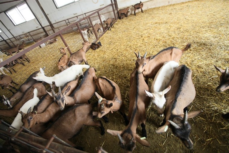 Dairy Khoury Farm Gates Opening